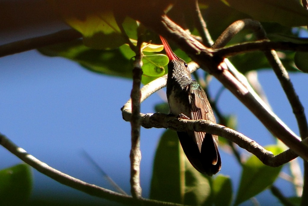 kolibřík zrcadlový - ML248919861