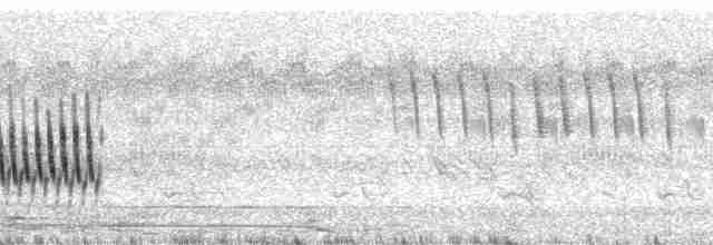 Amharazistensänger (nuchalis/awemba) - ML24892