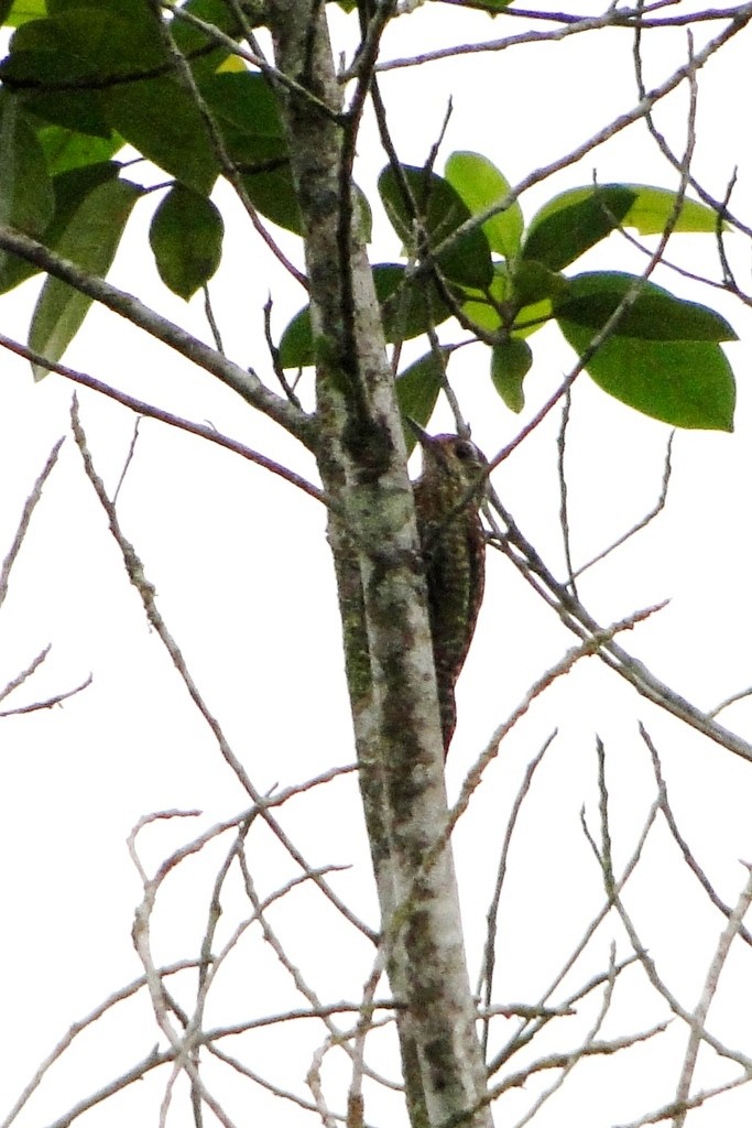 White-spotted Woodpecker - Carlos Otávio Gussoni