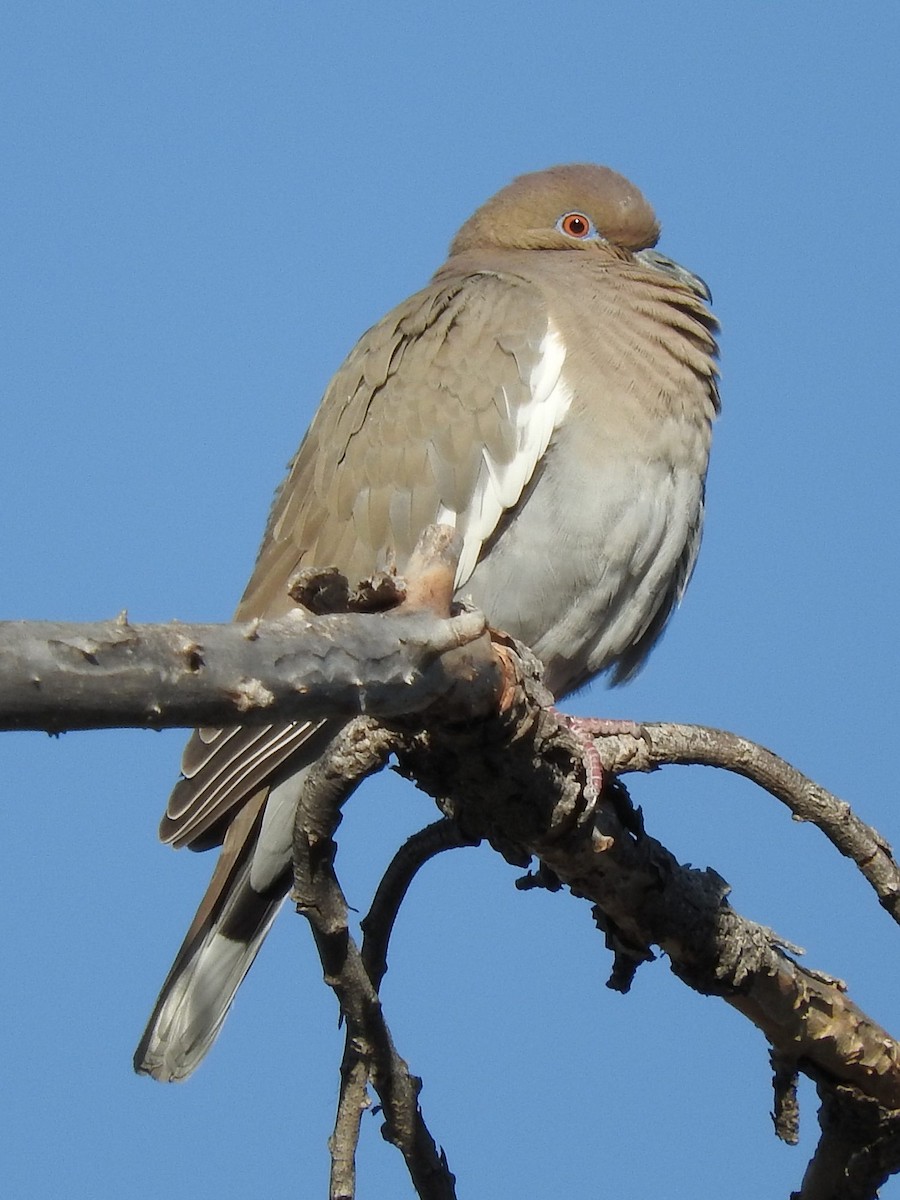 White-winged Dove - ML24892321
