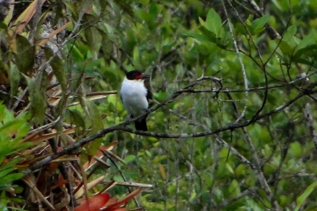 Black-tailed Tityra - Carlos Otávio Gussoni