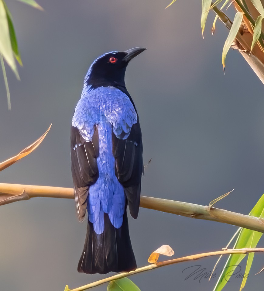 Asian Fairy-bluebird - ML248926691