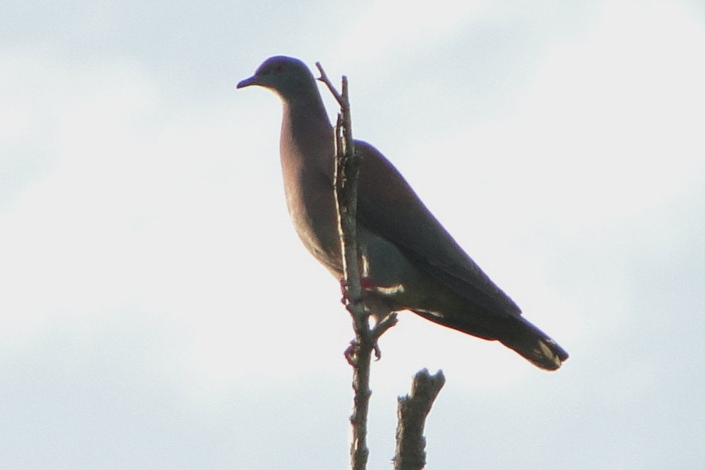 Pale-vented Pigeon - ML248928161