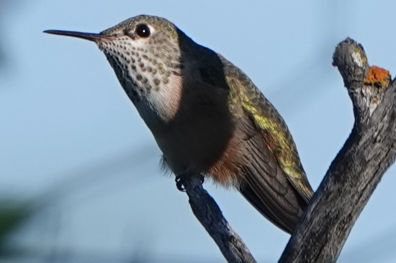 Rufous Hummingbird - Mike Blancher