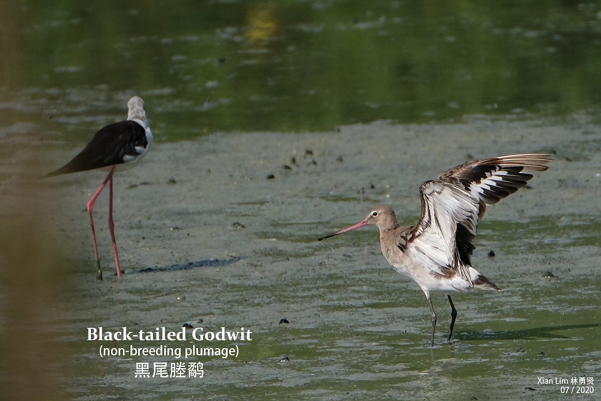 Black-tailed Godwit (bohaii) - Lim Ying Hien
