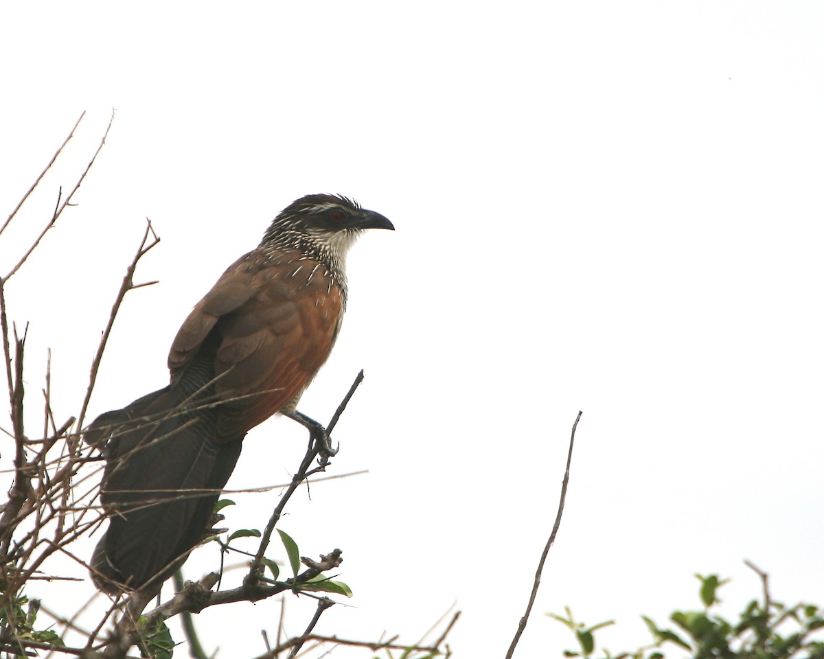 White-browed Coucal - Bruce Robinson