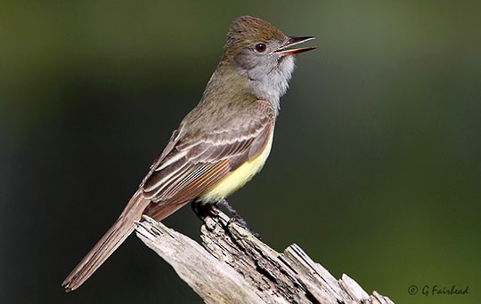 Great Crested Flycatcher Identification, All About Birds, Cornell Lab of  Ornithology