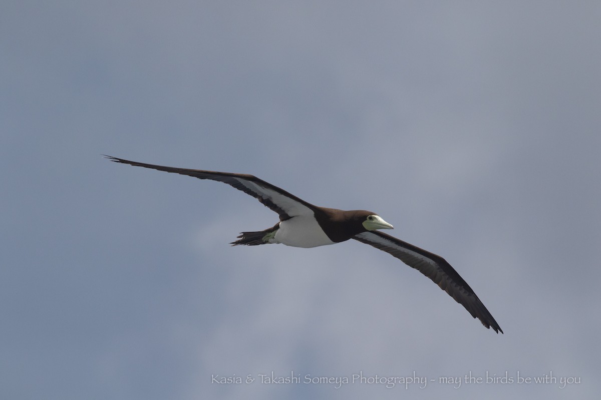 Brown Booby - ML248934661