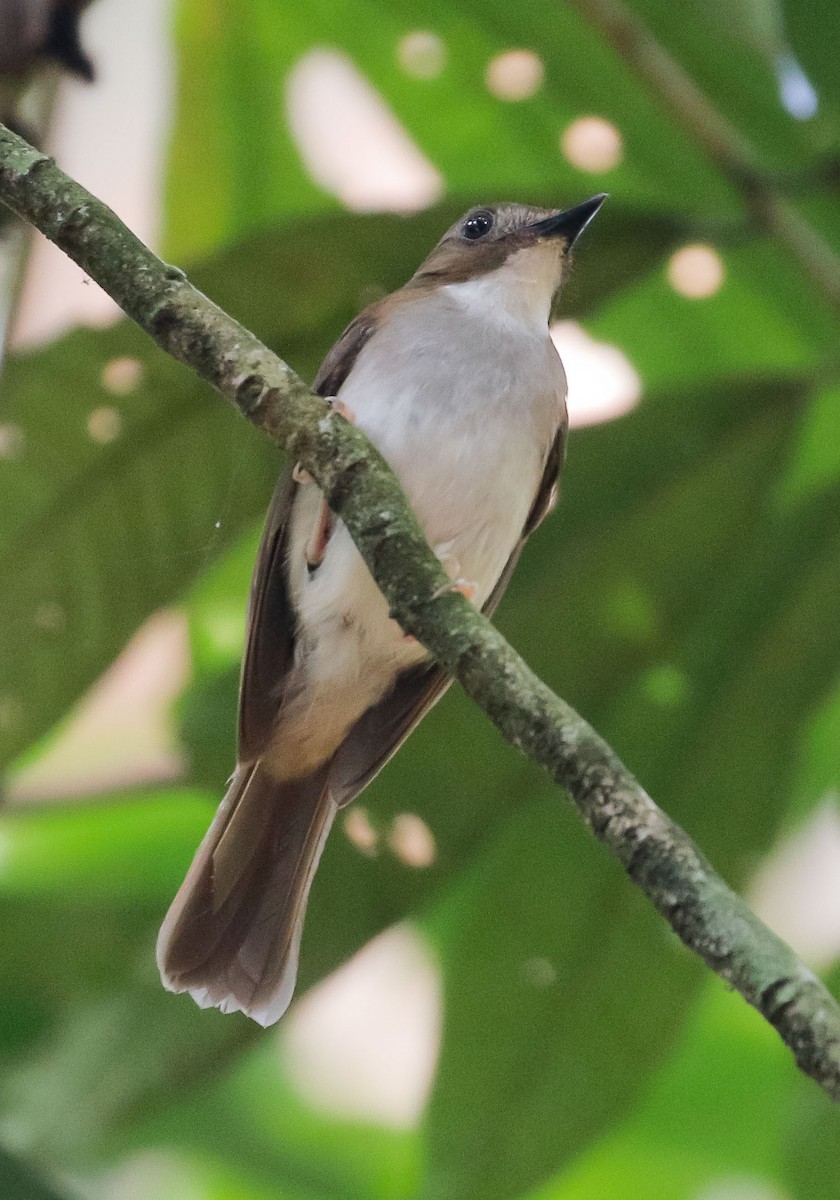 Gray-chested Jungle Flycatcher - ML248941111