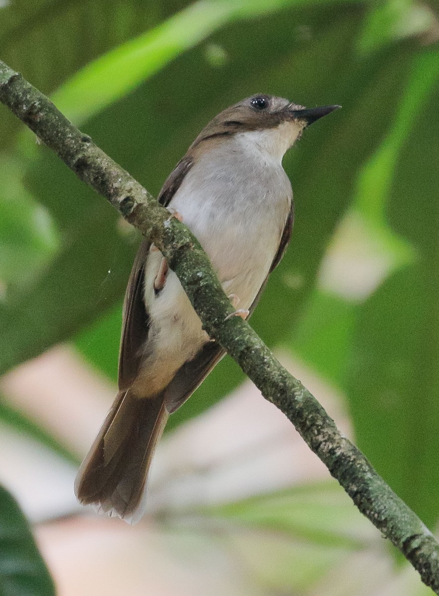 Gray-chested Jungle Flycatcher - Neoh Hor Kee