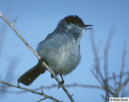 The Coastal California Gnatcatcher is a different bird