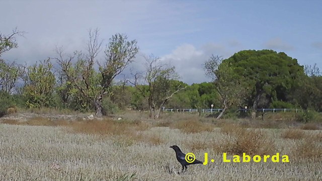 Carrion Crow - ML248944641