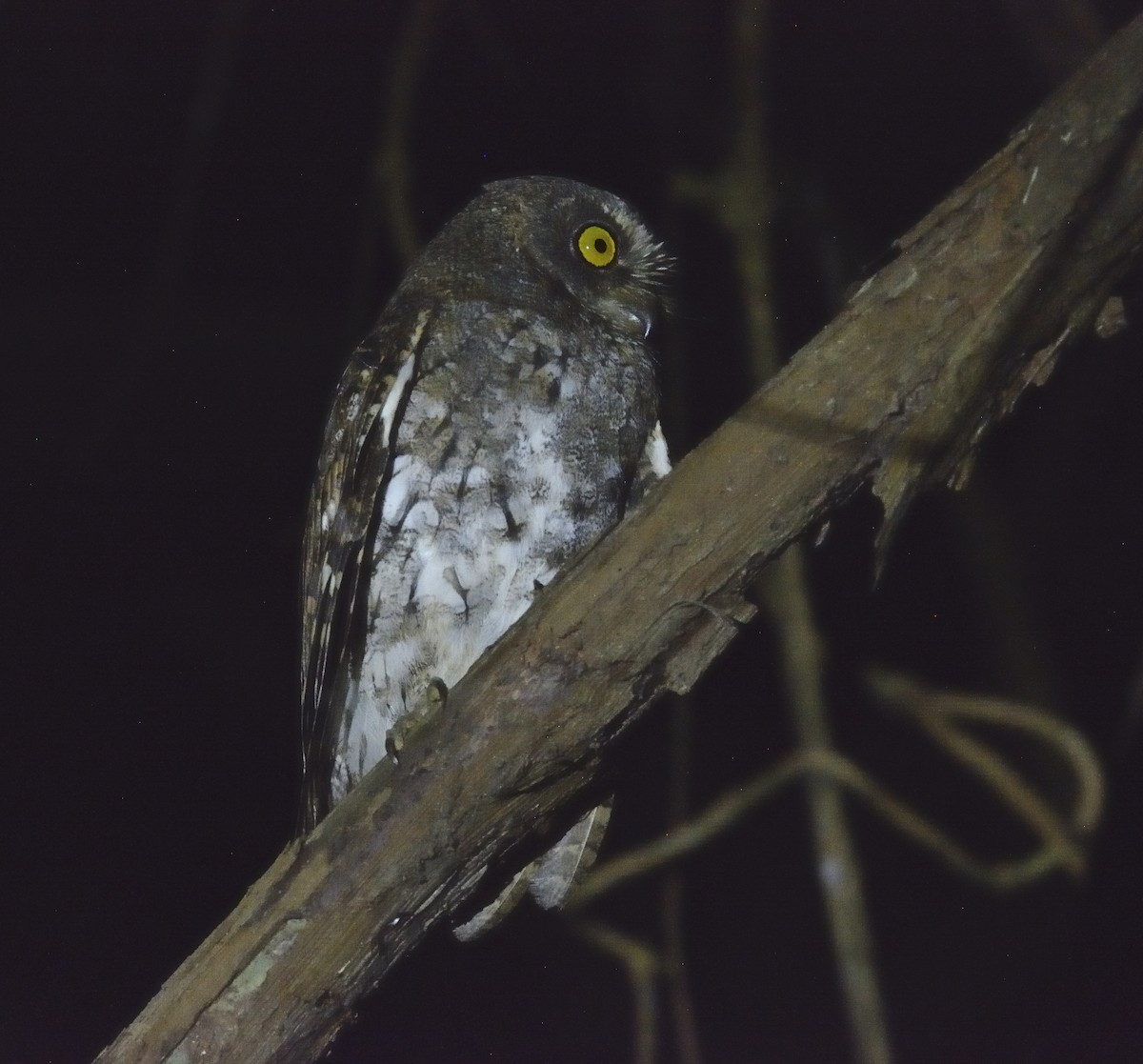 Oriental Scops-Owl (Walden's) - Ashis Kumar  Pradhan