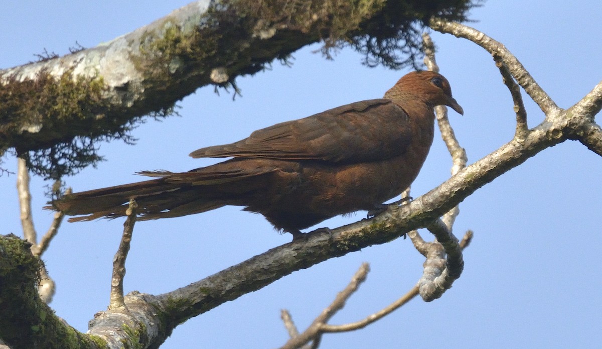 Andaman Cuckoo-Dove - ML248946441