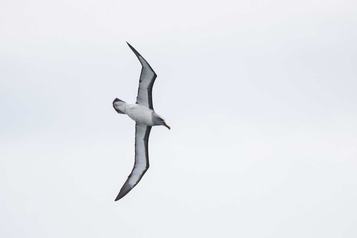 Buller's Albatross - Oscar Thomas