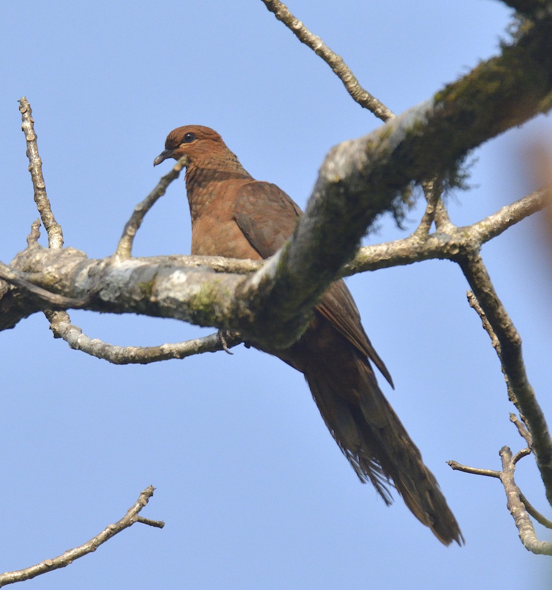 Andaman Cuckoo-Dove - ML248946481