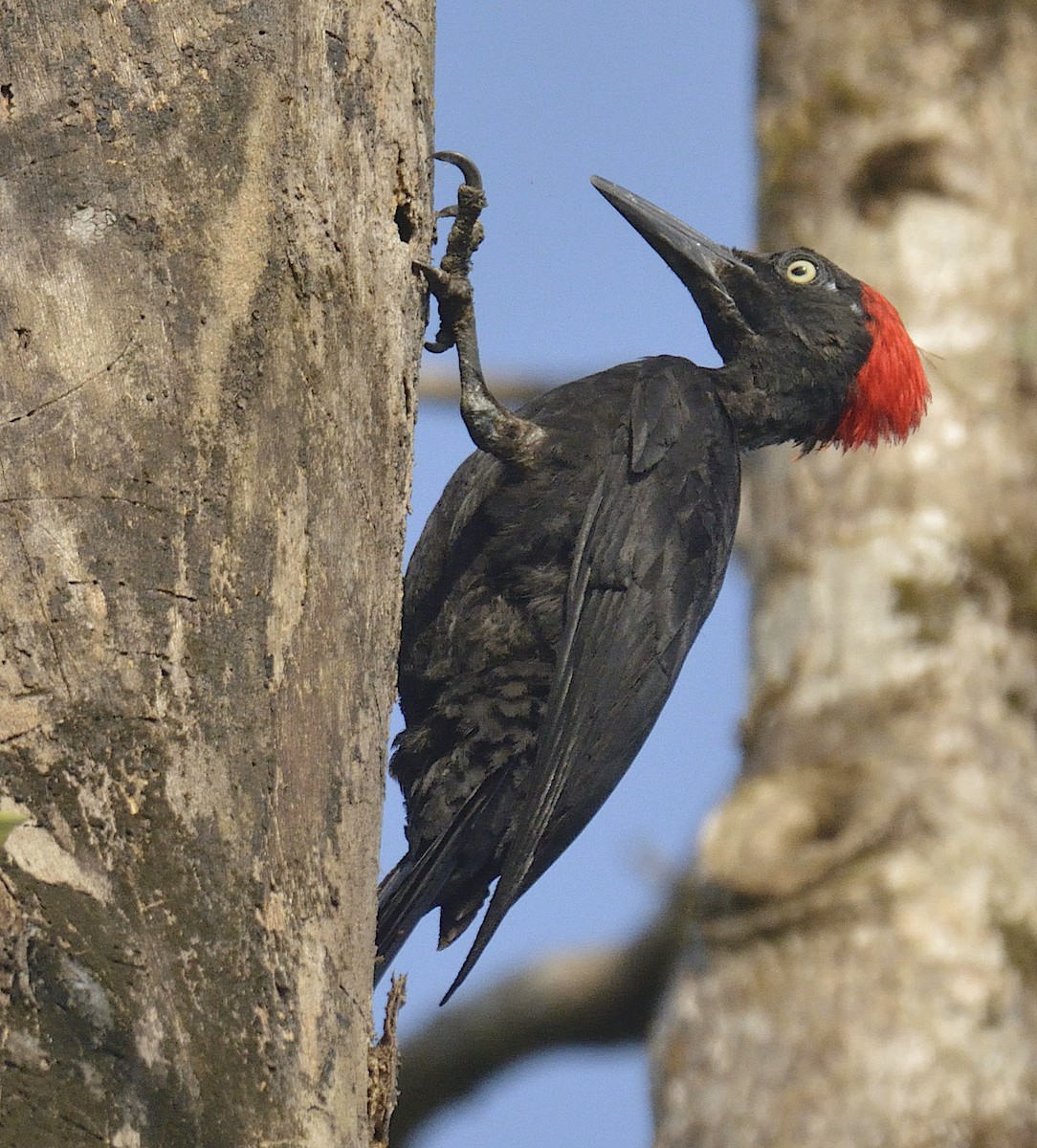 Andaman Woodpecker - ML248946581