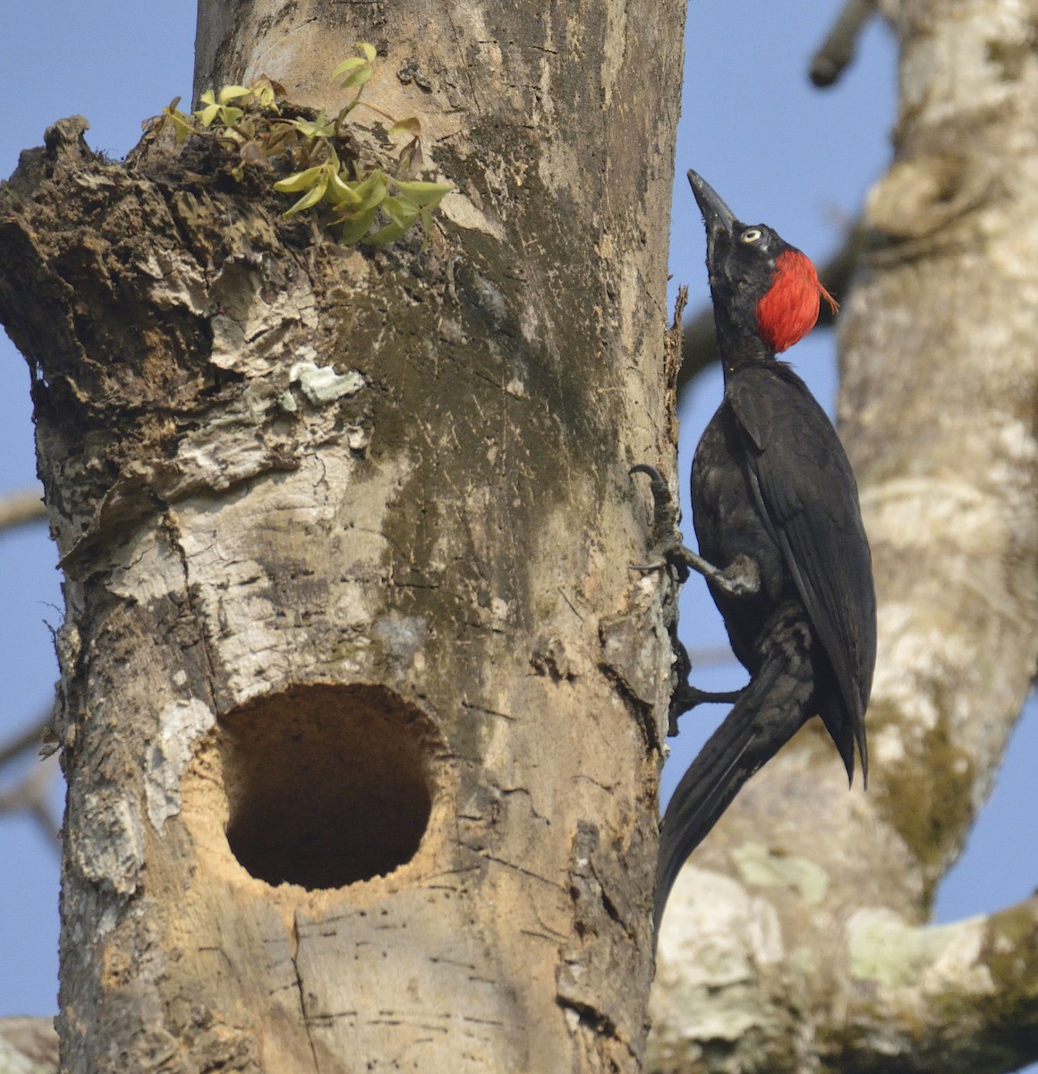 Andaman Woodpecker - ML248946591