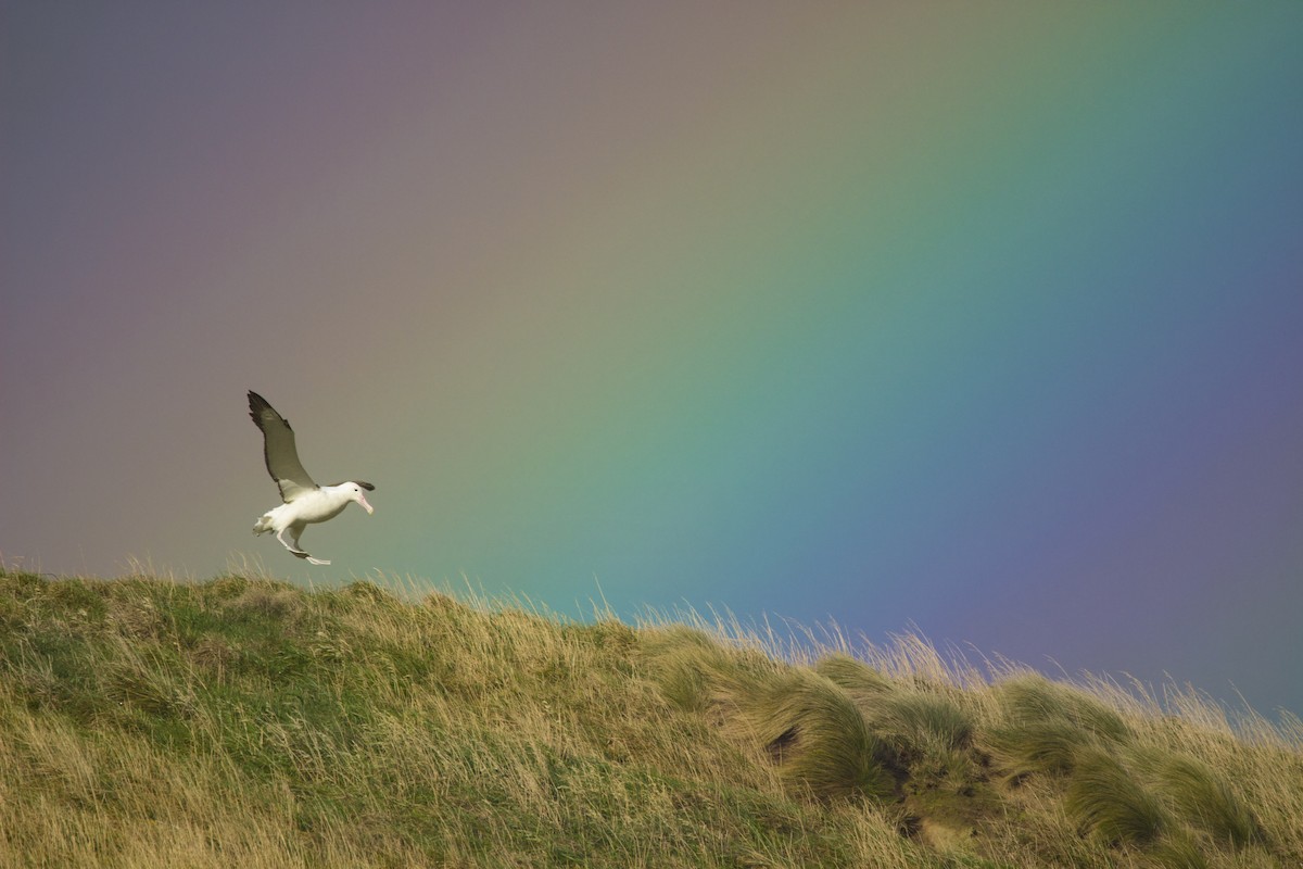 Northern Royal Albatross - Oscar Thomas