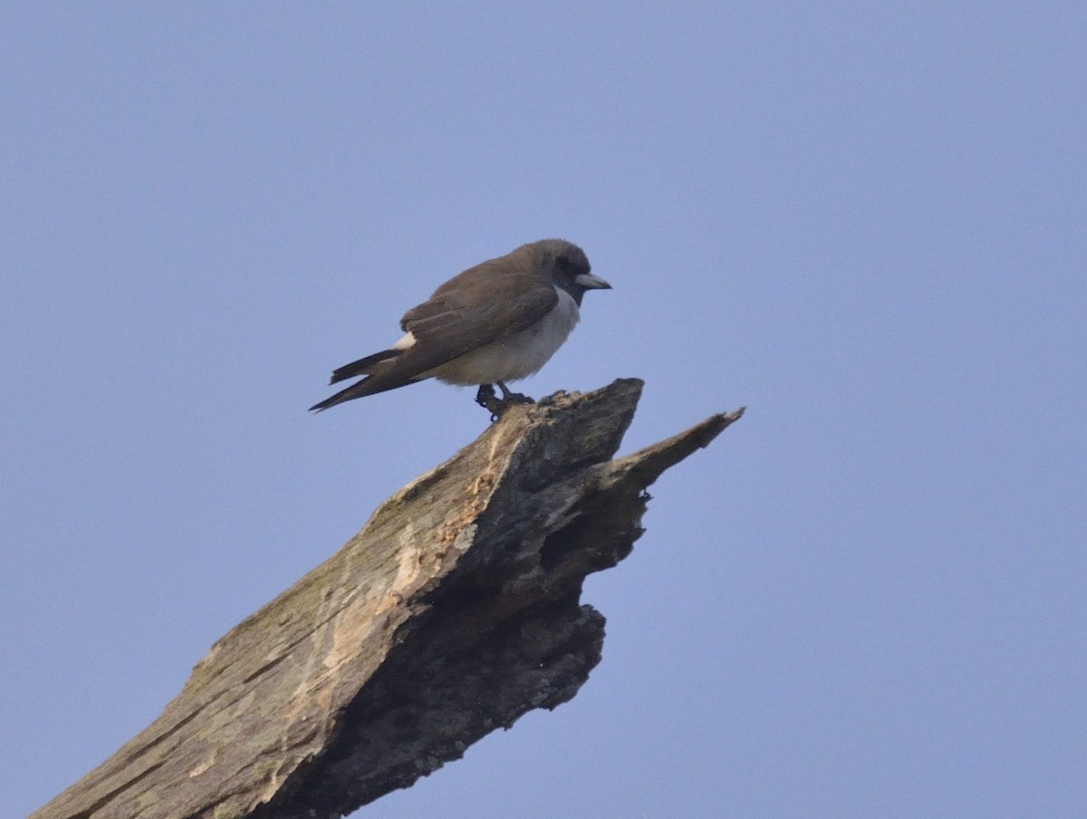 White-breasted Woodswallow - Ashis Kumar  Pradhan