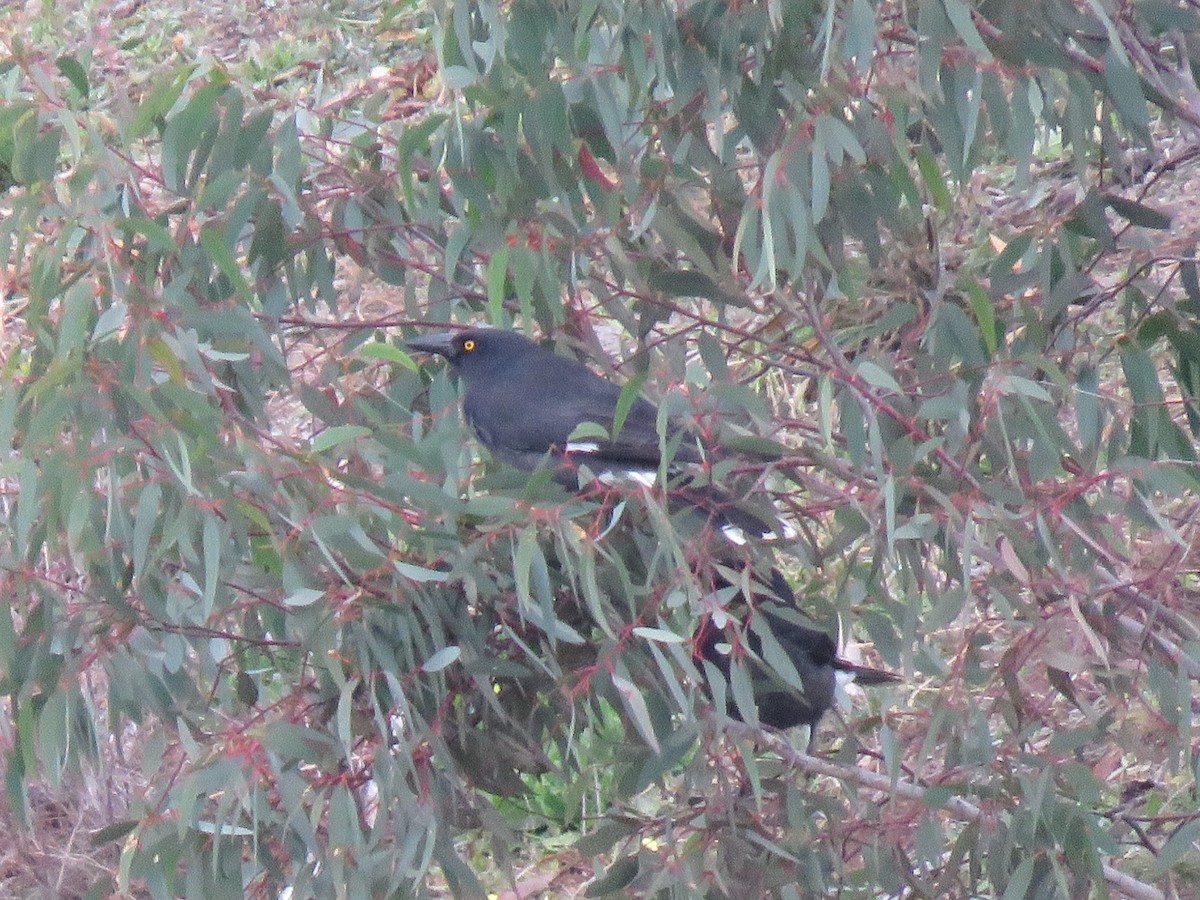 Pied Currawong - ML248948521