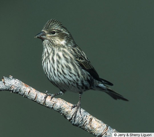 Photos - Cassin's Finch - Haemorhous cassinii - Birds of the World