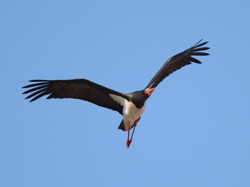 Black Stork - ML248950291