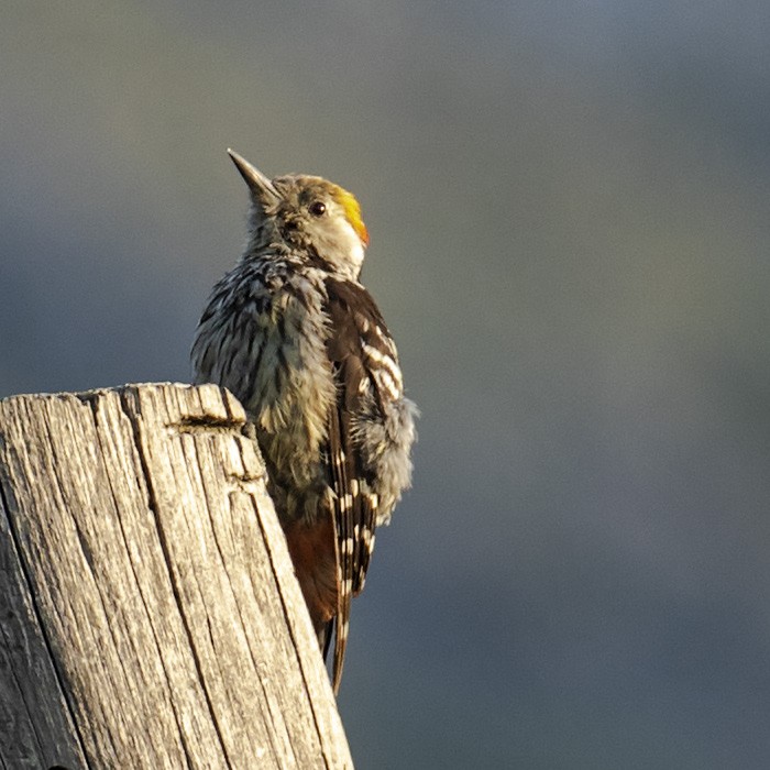 Brown-fronted Woodpecker - ML248951671