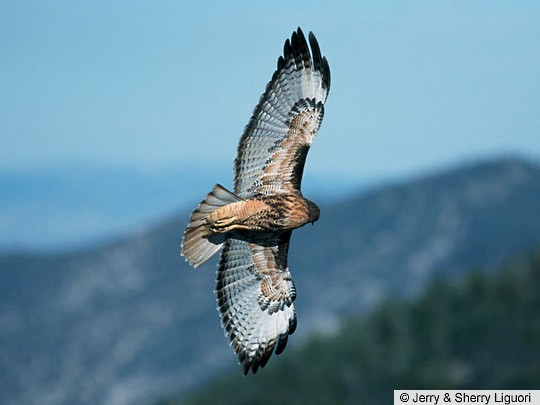 Adult light-morph "Western" Red-tailed Hawk, Goshute Mtns., Nevada, October 1998. - Red-tailed Hawk - 