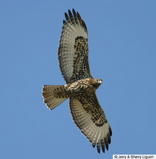 Juvenile dark-morph "Western" Red-tailed Hawk, Lake Valley, Utah, November 2003. - Red-tailed Hawk - 