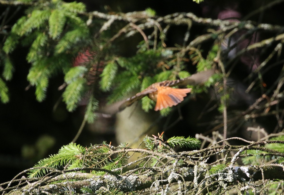 Common Redstart (Common) - ML248956191