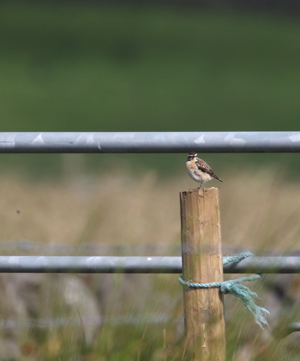 Whinchat - ML248957551