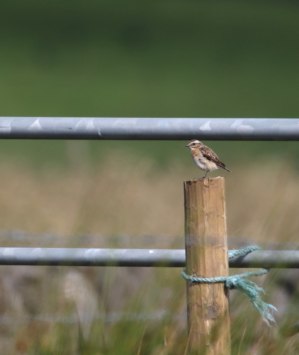 Whinchat - ML248957561
