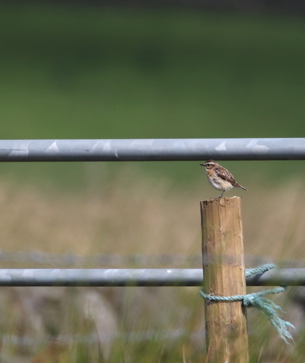 Whinchat - ML248957571