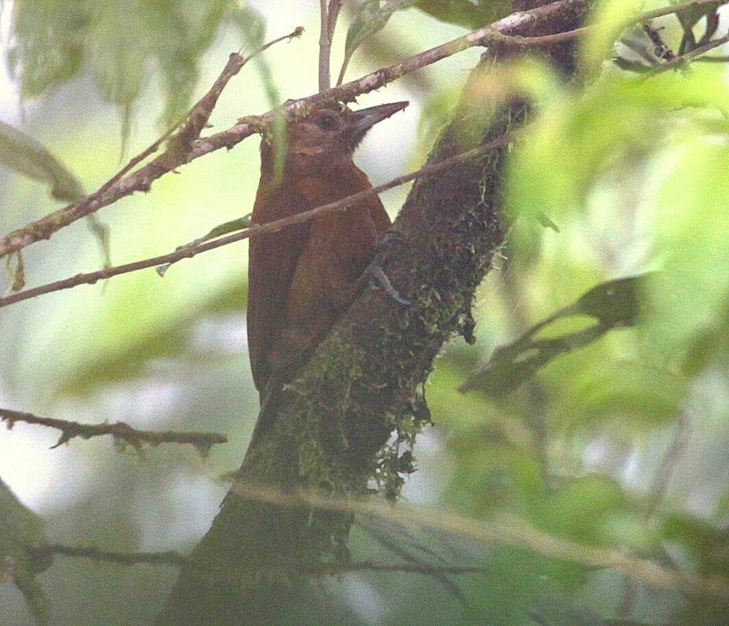 Smoky-brown Woodpecker - ML248958441