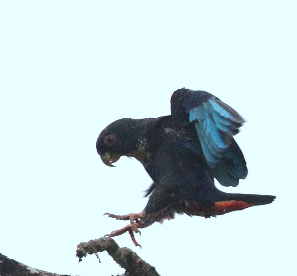 Bronze-winged Parrot - ML248959581