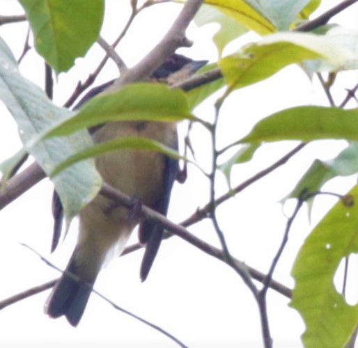 Fawn-breasted Tanager - ML248959981