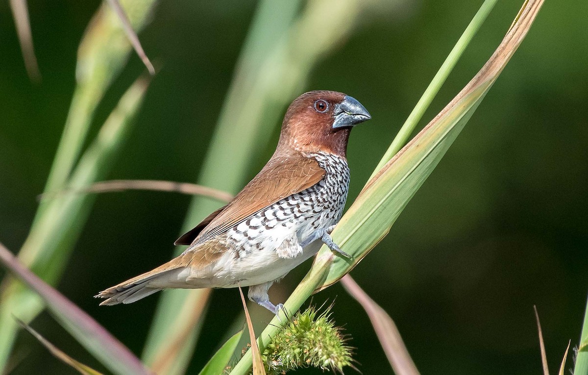 Scaly-breasted Munia - Denny Swaby