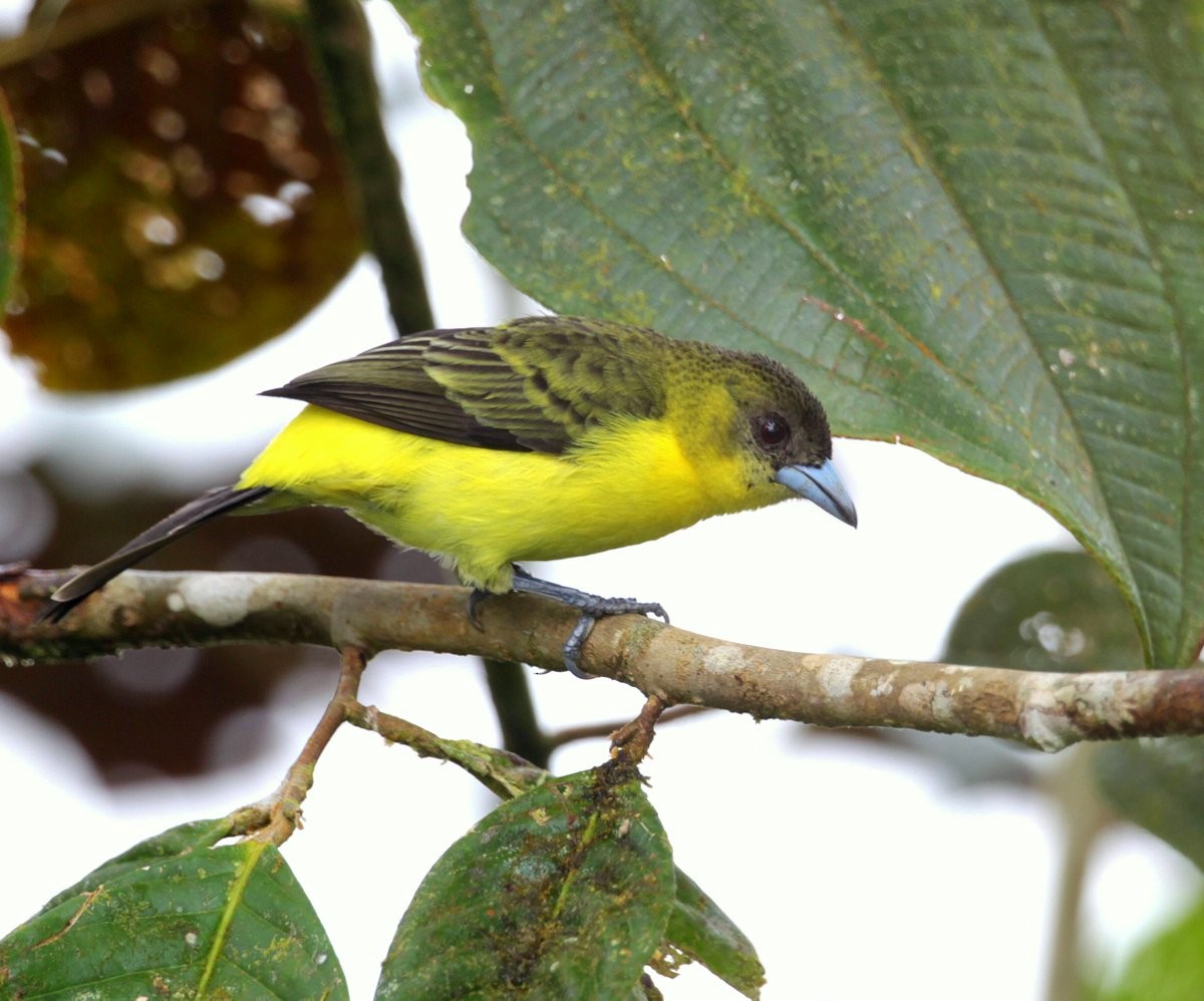 Flame-rumped Tanager (Lemon-rumped) - ML248960591