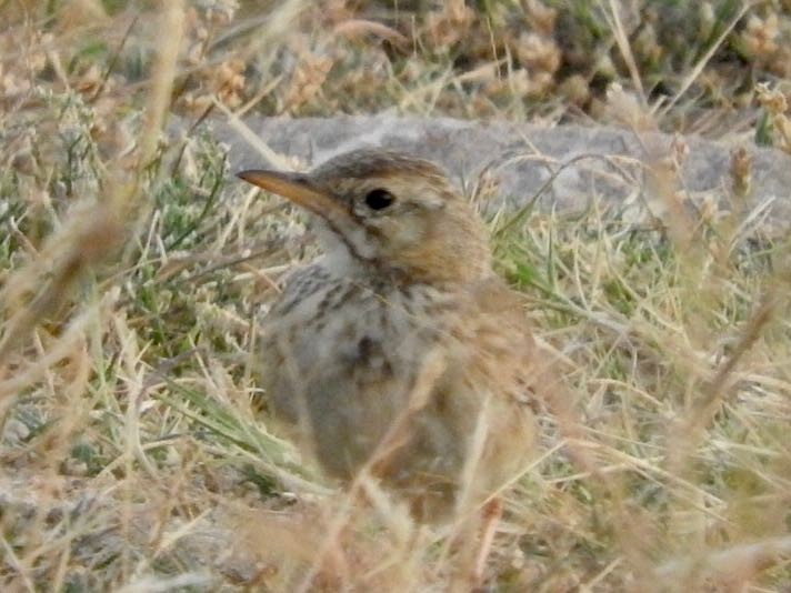 African Pipit - ML248961291