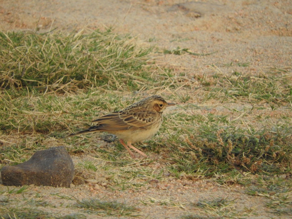 African Pipit - ML248961321