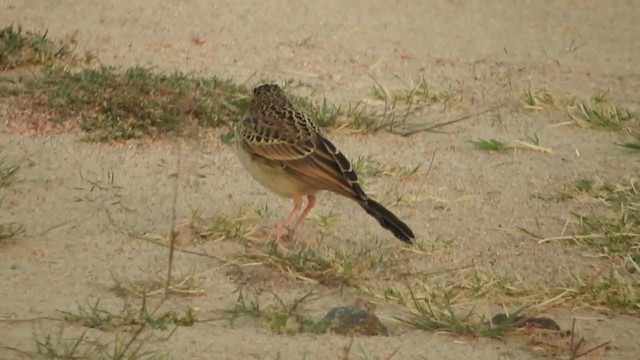 Pipit africain - ML248961691