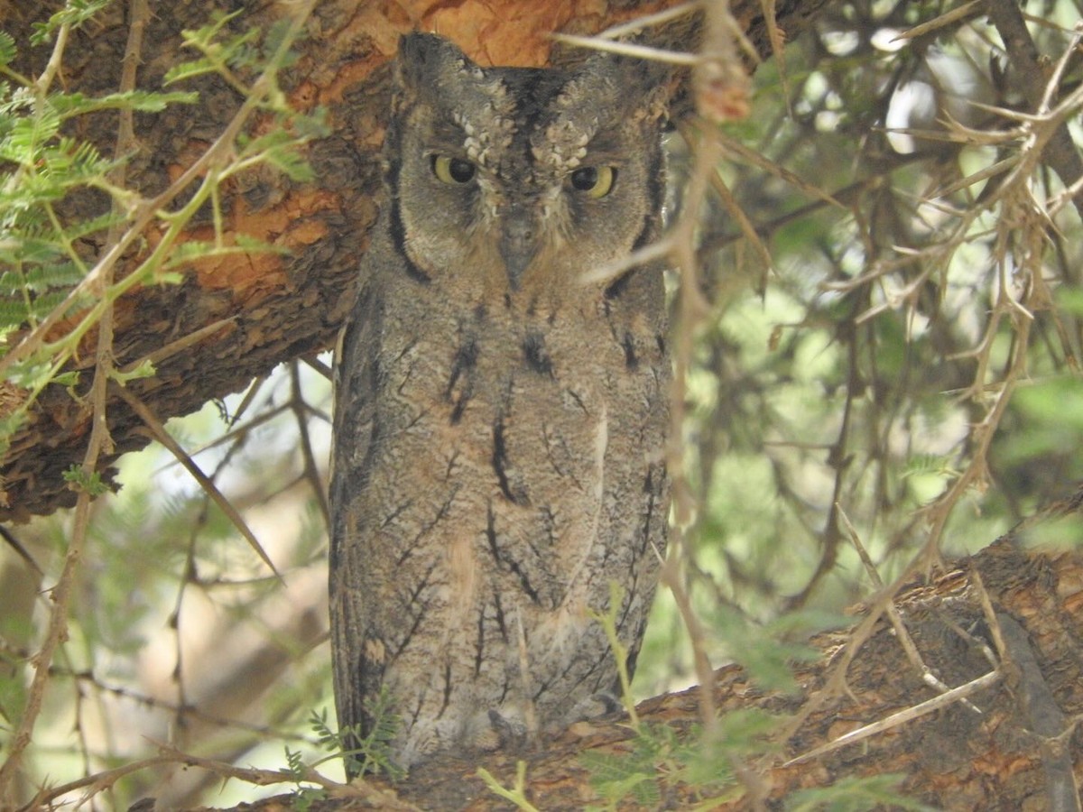 Arabian Scops-Owl - ML248961861