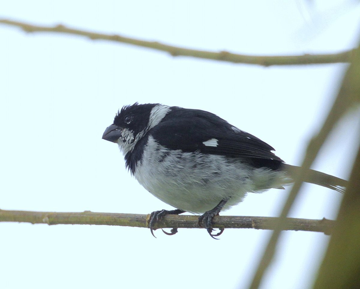 Variable Seedeater (Variable) - ML248961961