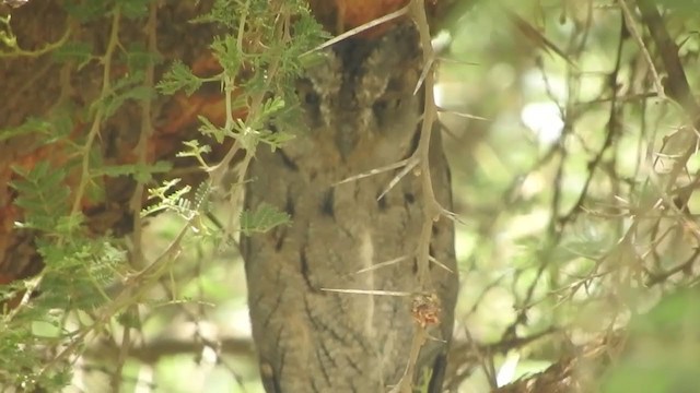 Arabian Scops-Owl - ML248962211