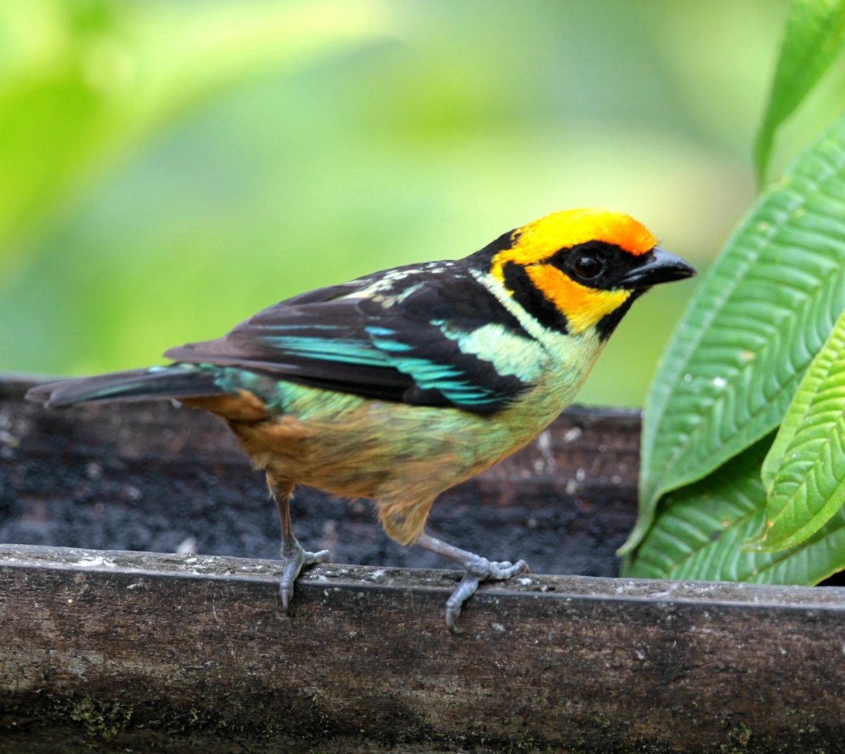 Flame-faced Tanager (Yellow-faced) - ML248962371