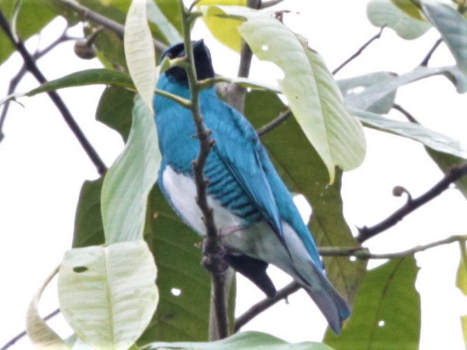Swallow Tanager - ML248962551