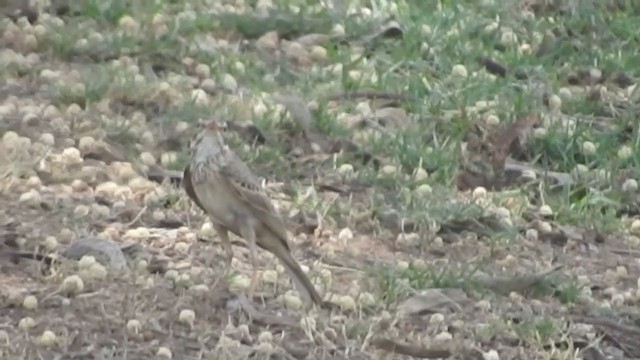 African Pipit - ML248962781