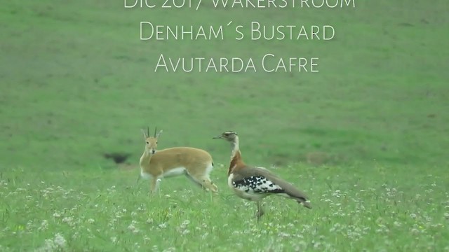 Denham's Bustard - ML248965601