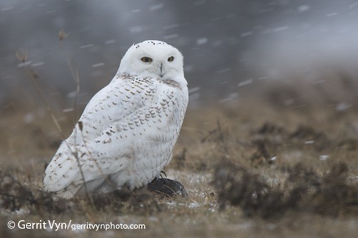 Presumed first-winter male Snowy Owl, Wolfe Island, ON, January. - Snowy Owl - 